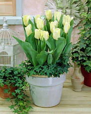 Тюльпан оторочений Royal Sphinx (Роял Сфінкс) 3 цибулини, фото 5