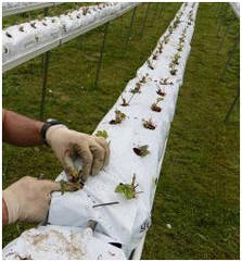 Кокосовый мат для вирощування в теплицях 100x20x10 cм