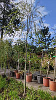 Ива SALIX BABYLONICA C 18 d 08-10