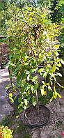 Ива козья "Килмарнок" Salix caprea Kilmarnock с 20 l h 150