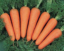 Морква ПАТЗІ F1 | PATZI F1 Clause 500 000  шт (2,0-2,25)