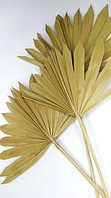 Сухоцвіт Пальма