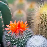 Аромаолія Cactus Flower and Jade(CandleScience)