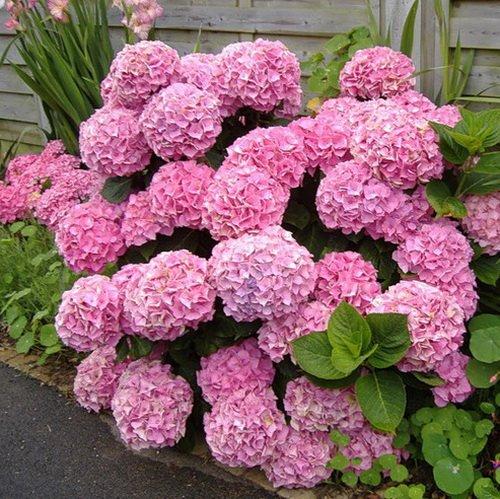 Гортензія великолистна "Early Pink"