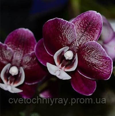 Орхідея Phal. Kaoda Twinkle / КАОДА підліток 1,7 - фото 5 - id-p1255801618