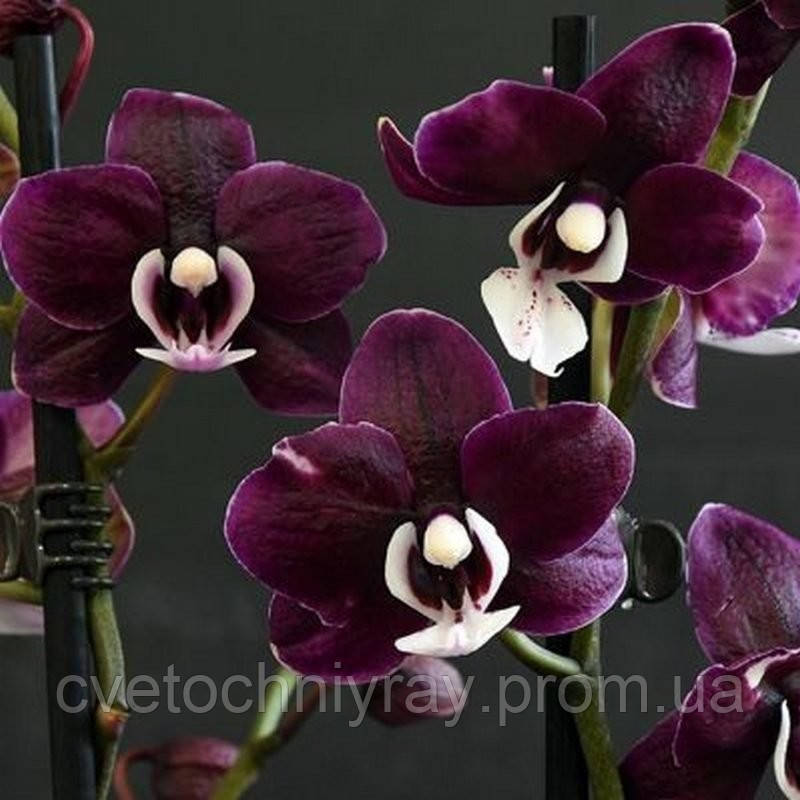 Орхідея Phal. Kaoda Twinkle / КАОДА підліток 1,7 - фото 7 - id-p1255801618