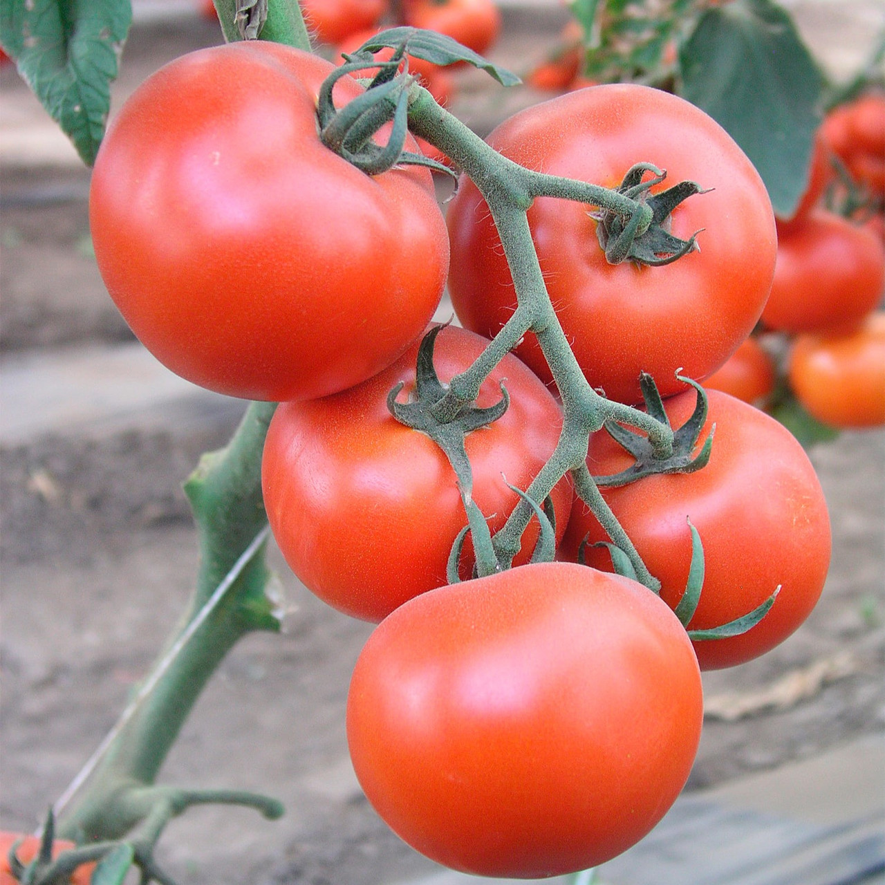 Аксіома F1 (500 нас.) насіння томату Nunhems
