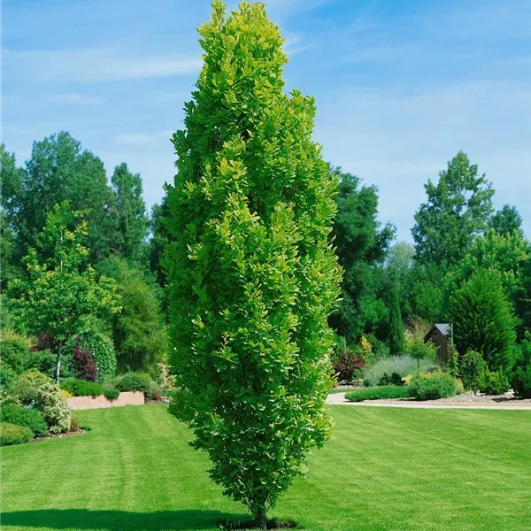 Дуб середній, Quercus × warei 'Long'  400см., фото 1