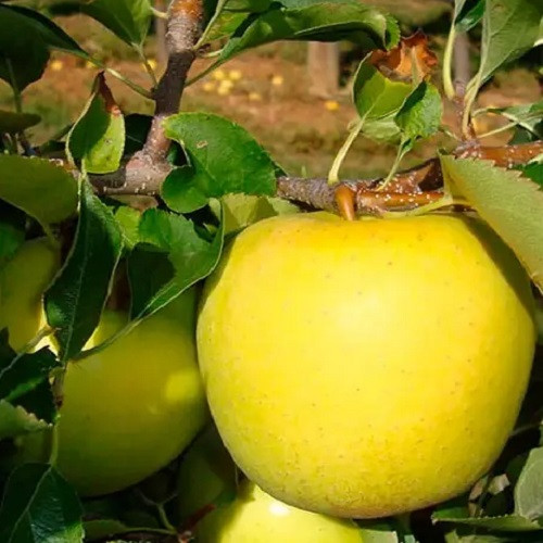 Яблуня Тентейшн (зимня), фото 1