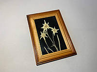 Картина Эдельвейс, Картина сухоцвет, Редкий цветок, Картина для интерьера, Уникальная картина, Декор для дома