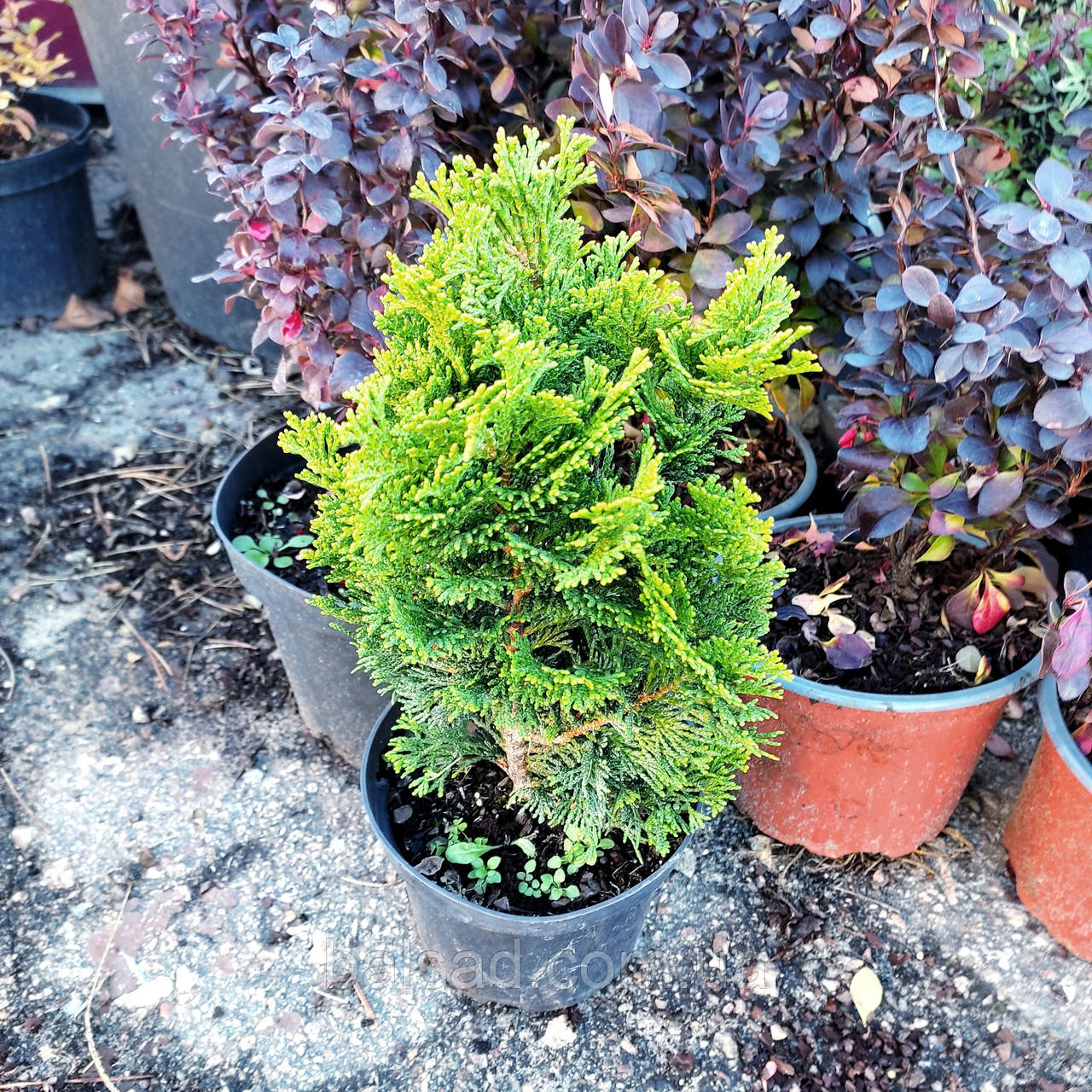 Кіпарисовик Нана Грациліс / С3 / Chamaecyparis Nana Gracilis