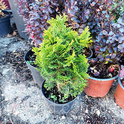 Кіпарисовик Нана Грациліс / С3 / Chamaecyparis Nana Gracilis, фото 1