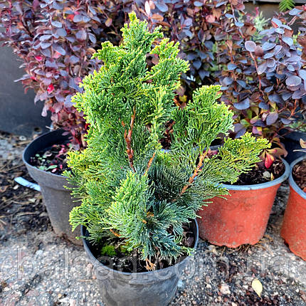 Кіпарисовик Нана Грациліс / С3 / Chamaecyparis Nana Gracilis, фото 3