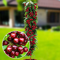 Саджанці колоноподібної черешні