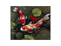Картина Koi, 50х50 см, Кои в пруду. В технике традиционной китайской живописи.