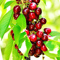 Саджанці колоноподібної вишні