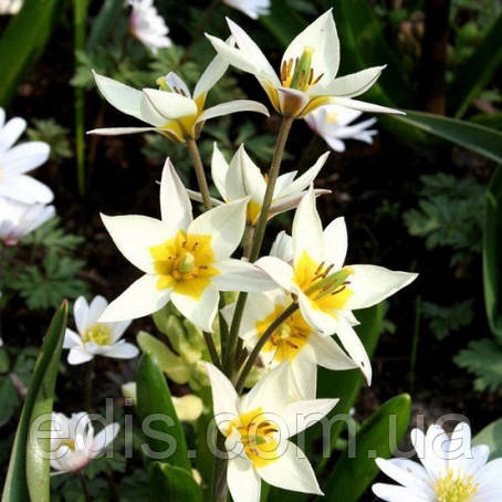 Тюльпан ботанічний Turkestanica (Туркестаніка) 5 цибулин, фото 1