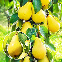 Саджанці колоноподібної груші