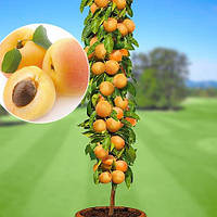 Саджанці колоноподібного абрикосу