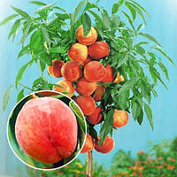 Саджанці колоноподібного персика