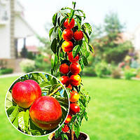 Саджанці нектарину колоноподібного