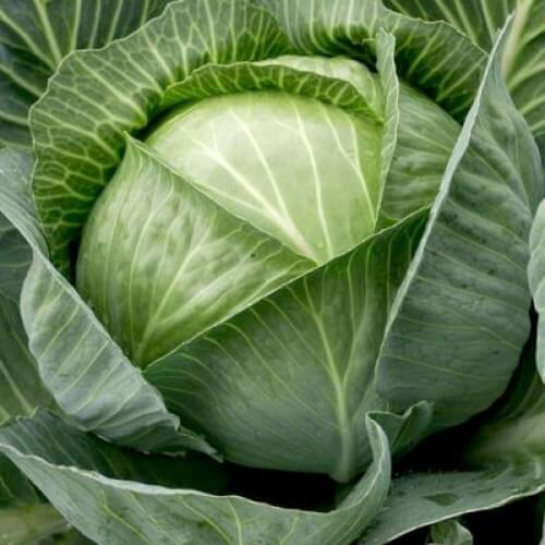Капуста білоголова пізня Анкома F1, Rijk Zwaan, 10 шт (зіп-пакет), фото 1