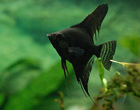 Скалярія чорна (Pterophyllum scal. Black) 3-4 см