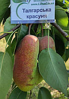 Груша Талгарская Красавица (1 год открытый корень) Биологически Выращенный