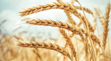 Сільхозпродукція, техніка та обладнання