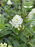 Ligustrum vulgare 'Atrovirens', Бирючина звичайна 'Атровіренс',BR - голий корінь,H130-160см, фото 8