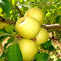 Саджанцы яблока-груши "Голден", зимний сорт, выота 1,5-1,7м