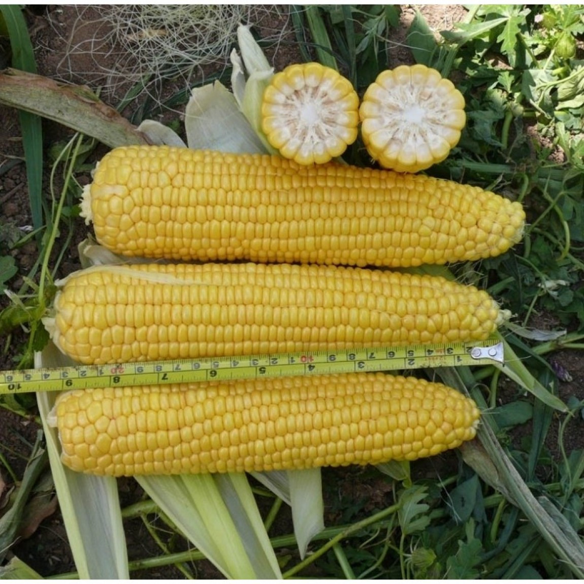 Добриня F1 (25 000 нас.) насіння кукурудзи солодкої Spark Seeds