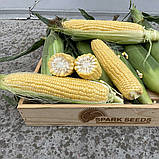 Світ Лакі F1 (2500 нас.) насіння кукурудзи солодкої Spark Seeds, фото 3