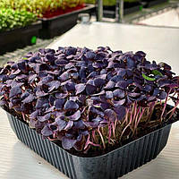 Семена Базилик Красный Рубин микрозелень | беби листья | взрослая зелень (import)