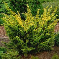 Ялівець горизонтальний Плюмоза (Juniperus horizontalis Plumosa)