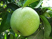 Саджанцы яблони "Симиренко" зимний сорт, высота 1,3-1,5 м