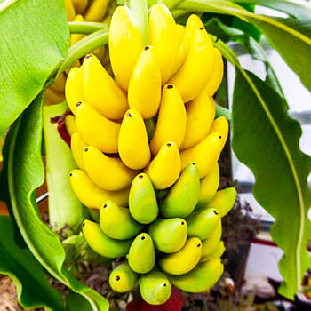 Саджанці Банана Кавендіш (Dwarf Cavendish) - солодкий, невибагливий, скороплідний