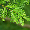 Метасеквоя китайська / h 100-120 / Metasequoia glyptostroboides, фото 3