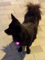Светодиодный LED фонарик для собак и котов на ошейник брелок фонарик для ключей, сумок, рюкзаков Розовый