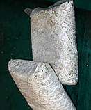 Зерновий живий Міцелій Гливи звичайної сірої, Pleurotus sajor-caju 100 грам, фото 3