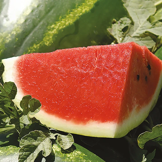 Кавун Арашан F1 Syngenta  50 шт (зіп-пакет), фото 1