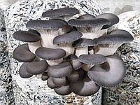 Зерновой живой Мицелий Вешенки обыкновенной серой, Pleurotus sajor-caju 100 грам