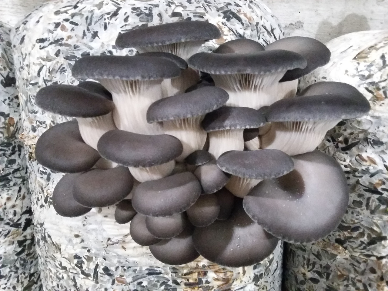 Зерновий живий Міцелій Гливи звичайної сірої, Pleurotus sajor-caju 100 грам