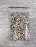 Зерновий живий Міцелій Гливи звичайної сірої, Pleurotus sajor-caju 100 грам, фото 2