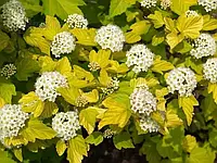 Пухироплідник калинолистий Дартс Голд/Physocarpus opulifolius Dart`s Gold VS C3,Н20-30