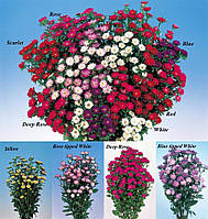 Семена профессиональные Астра китайская Серенада Микс Serenade Mix - 100 шт Sakata