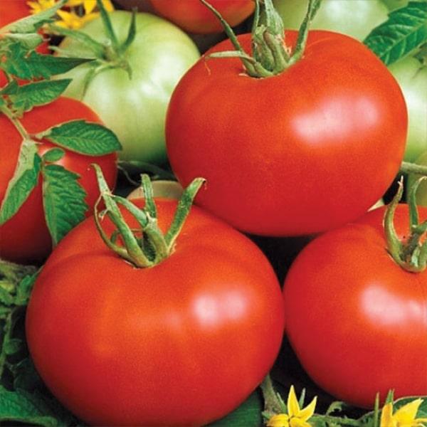 Помідор Бобкат F1 Syngenta 10 шт