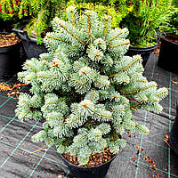 Пихта горная Миколас / С20 / h 40-50 / Abies lasiocarpa Micolas