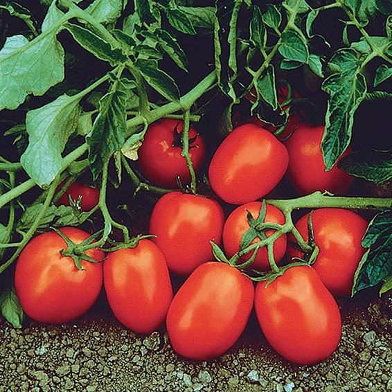 Помідор Чіблі F1 Syngenta 50 шт