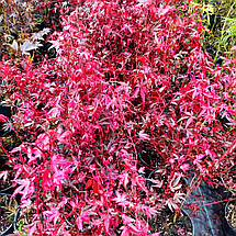 Клен японський Хайм Шоджо / h 40-60 / Acer palmatum Hime Shojo, фото 3